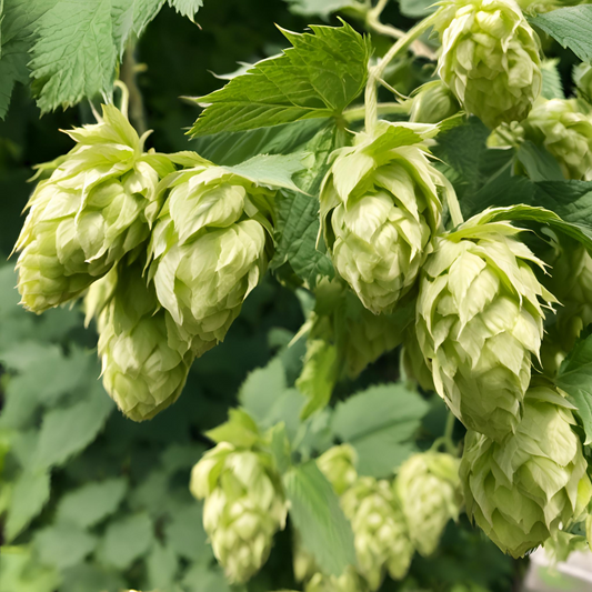 Chmel (Humulus)