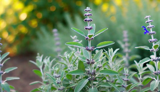 Šalvěj lékařská (Salvia officinalis)