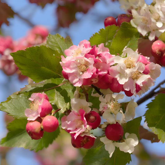 Hloh (Crataegus)